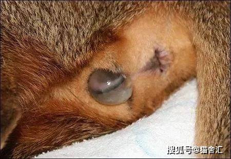 如何做猫舍│如何给猫接生——新生小猫接生及护理