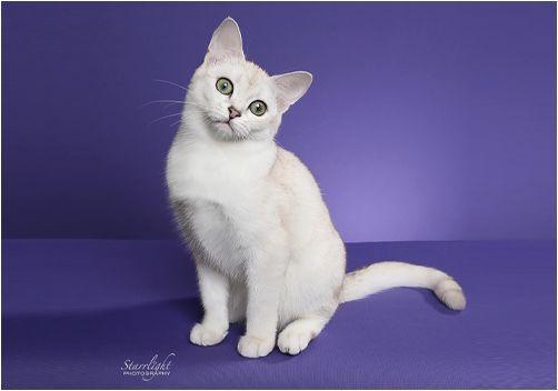 TICA 公开的 79 个品种猫，你认识几个？