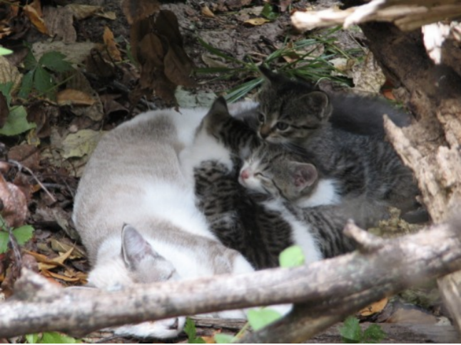 我是如何驯服一只野猫的？