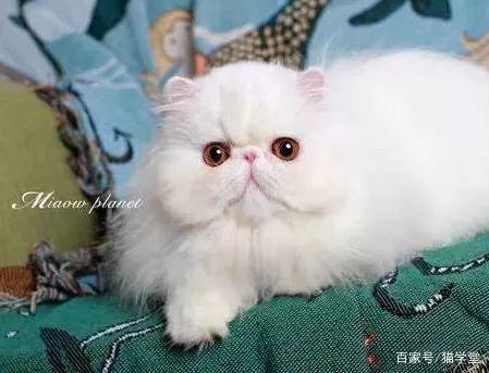 炎炎夏日 猫咪应该如何防晒？