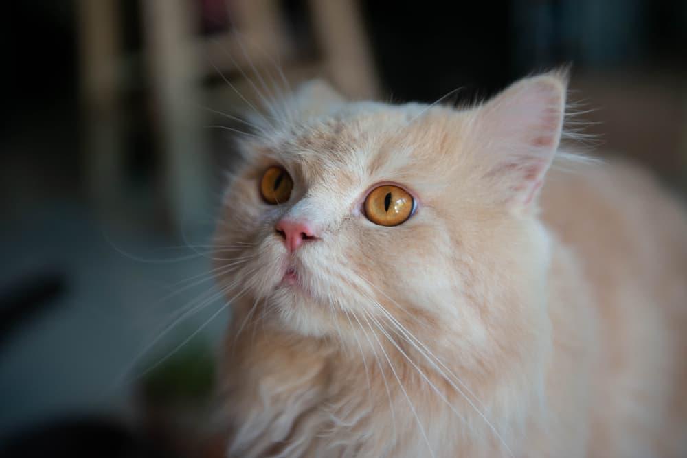 猫咪咳嗽常见的 11 个原因