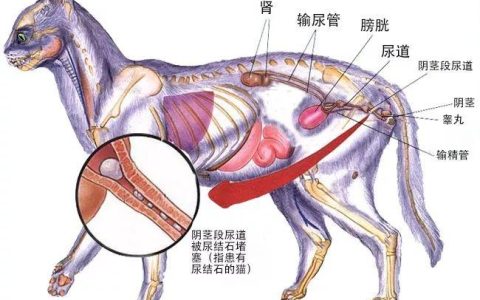繁育人要知道的：猫的泌尿系统解剖结构