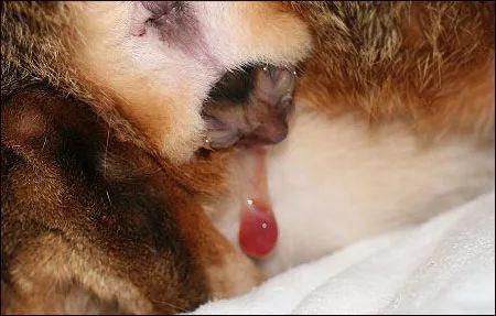 母猫的两种自然分娩方式全图解