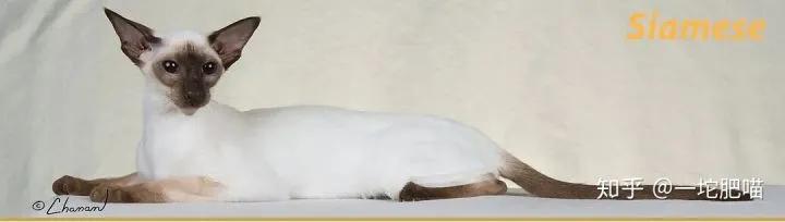 如何做猫舍│猫品种的选择