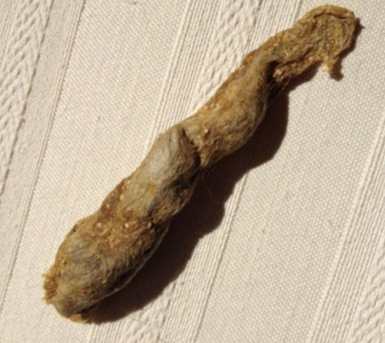 猫咪呕吐透明液体或泡沫可能是什么原因？