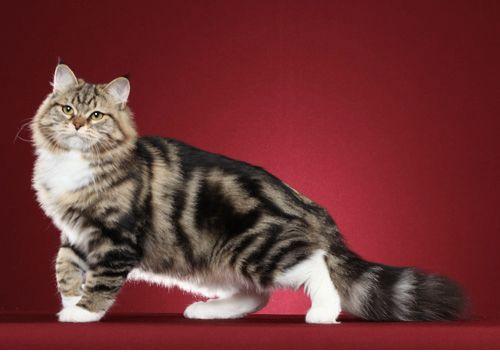 TICA 公开的 79 个品种猫，你认识几个？