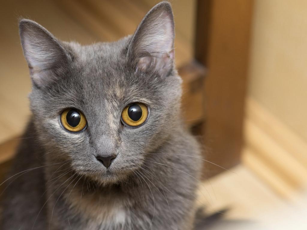 蓝眼幼猫，何时改变？