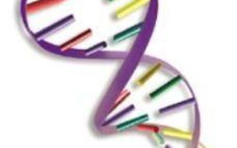 猫咪颜色遗传基础知识