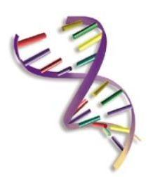 猫咪颜色遗传基础知识