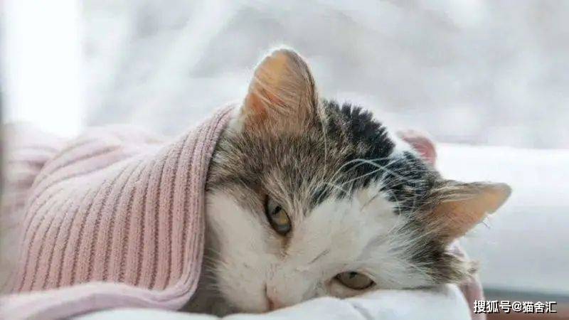 猫舍必看疾病科普│猫白血病病毒