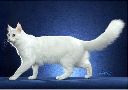 TICA 公开的 79 个品种猫，你认识几个？