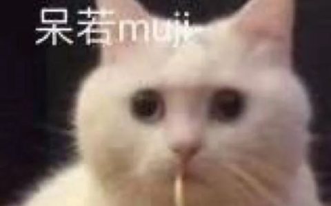 猫舍必看疾病科普│配种一直配不上？可能是公猫的“小铃铛”有问题...