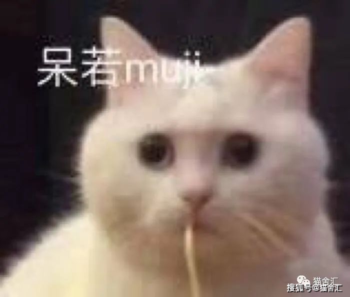 猫舍必看疾病科普│配种一直配不上？可能是公猫的“小铃铛”有问题...