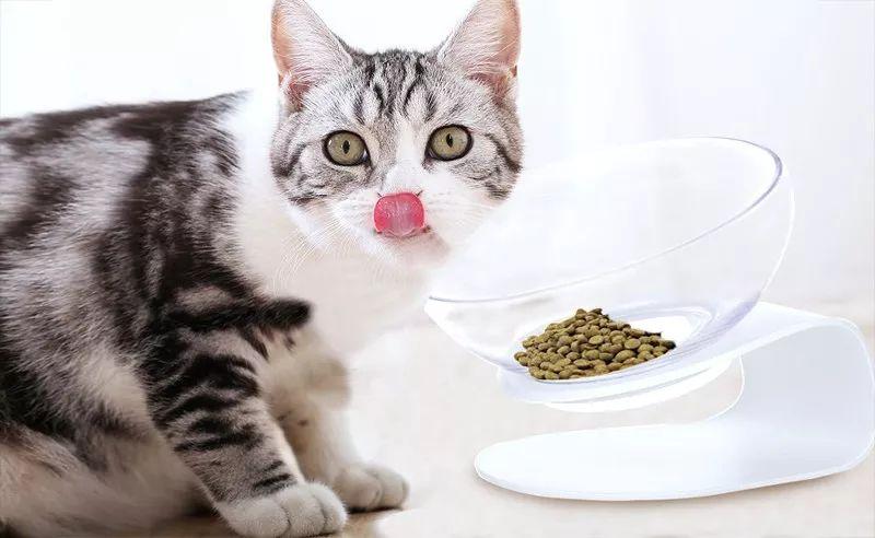 猫咪口臭，该怎么办？