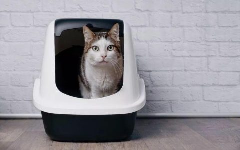 家庭体检：我的猫，尿液正常吗？