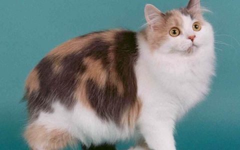 品种猫易发疾病汇总（含40个品种猫）