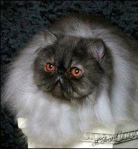 猫咪颜色遗传基础知识