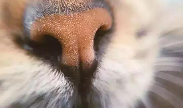 我的猫咪鼻子湿湿的，不会是“感冒”了吧？