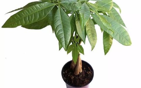 对猫咪来说绝对安全的 10 种室内植物