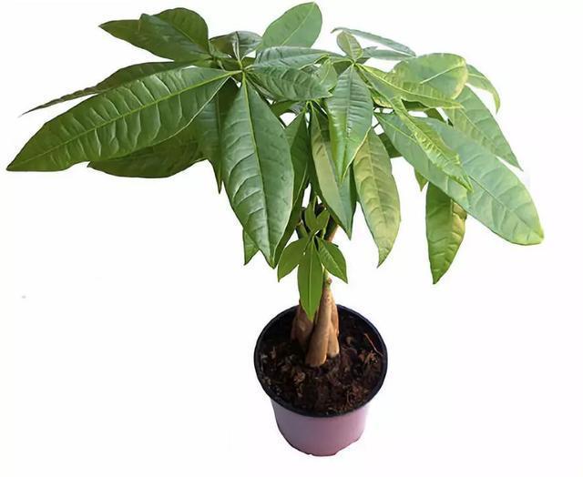 对猫咪来说绝对安全的 10 种室内植物