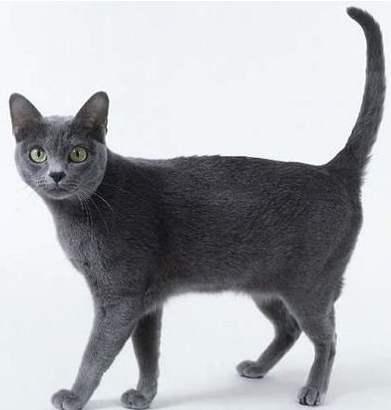 品种猫易发疾病汇总（含40个品种猫）