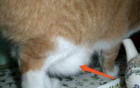 为啥我的猫肚子后半部会有“赘肉”？