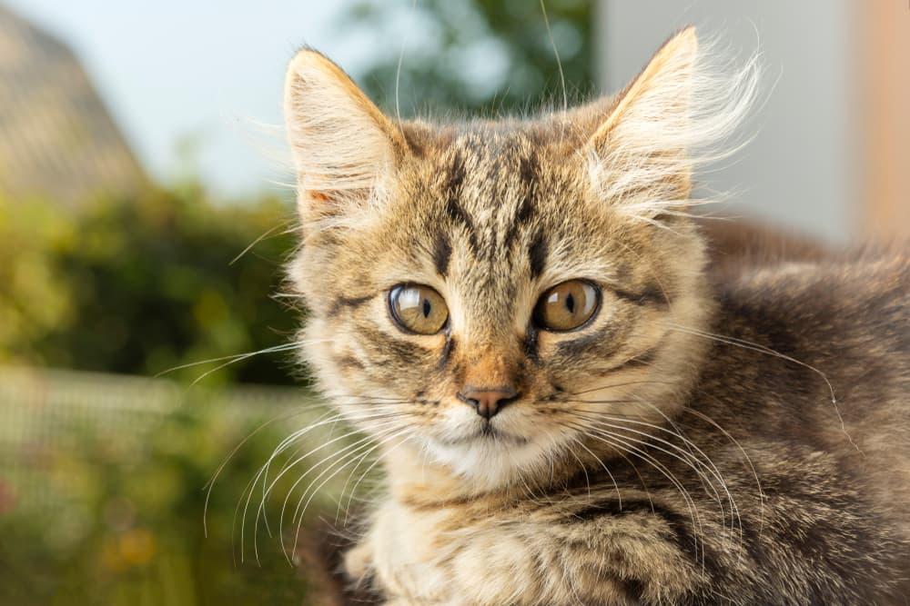 猫咪咳嗽常见的 11 个原因