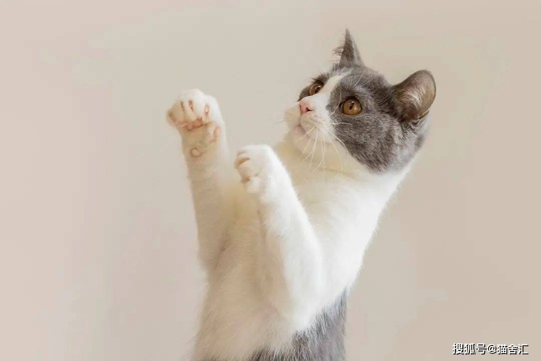 猫舍必看疾病科普│猫咪尿石症