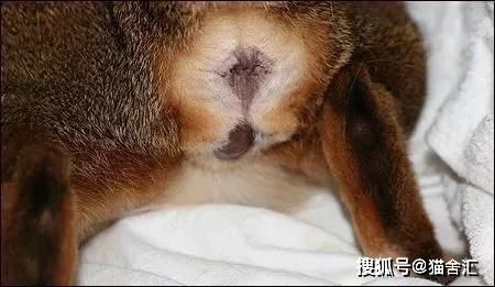 如何做猫舍│如何给猫接生——新生小猫接生及护理