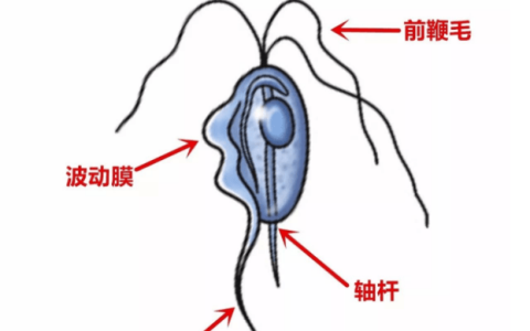 猫舍必看疾病科普│猫咪的终身敌人——胎三毛滴虫