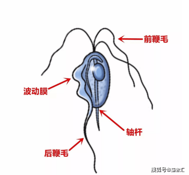 猫舍必看疾病科普│猫咪的终身敌人——胎三毛滴虫