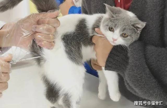 猫舍必看疾病科普│10个表明你的猫生病了的迹象