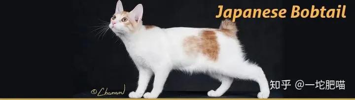 如何做猫舍│猫品种的选择