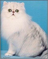 猫咪颜色遗传基础知识