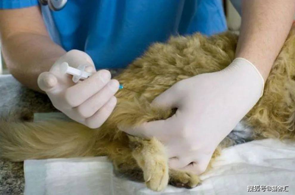 如何做猫舍│怎么给猫打针？繁育人必学的注射方法