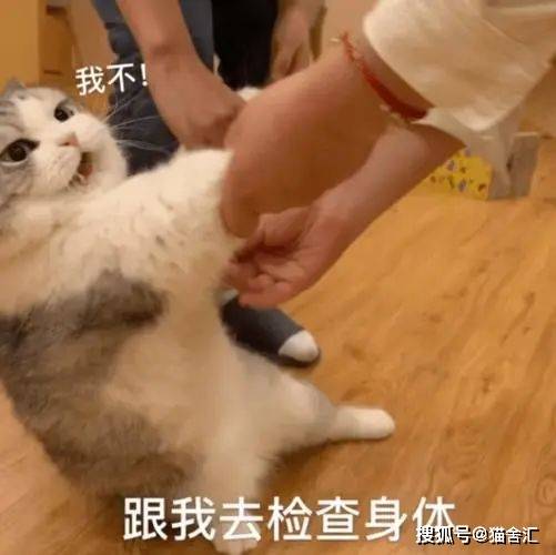 猫舍必看疾病科普│猫咪尿石症