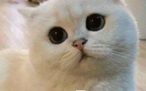 猫舍必看疾病科普│猫咪尿石症