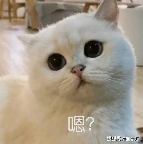 猫舍必看疾病科普│猫咪尿石症