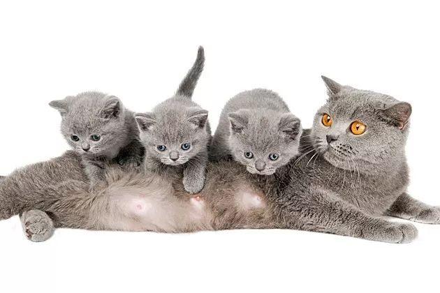 关于猫宝宝的 15 条常识