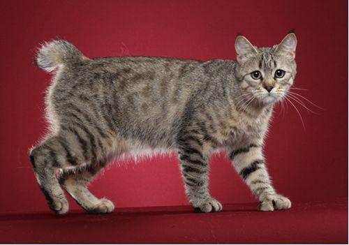 TICA 公开的 79 个品种猫，你认识几个？