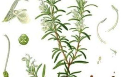 迷迭香对猫有哪些好处？