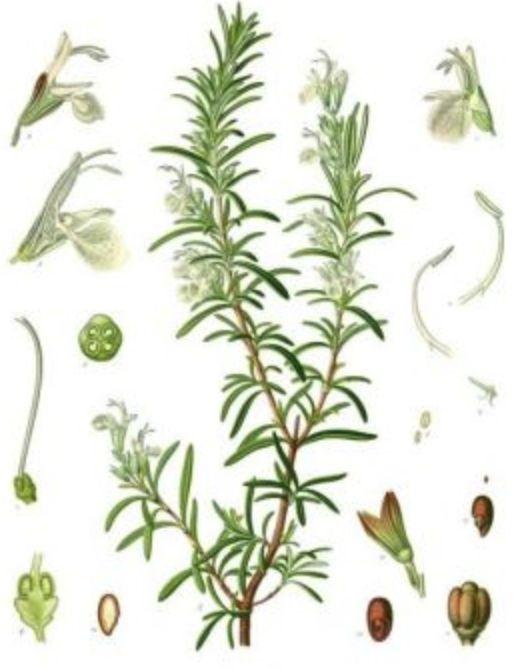 迷迭香对猫有哪些好处？