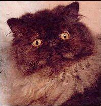 猫咪颜色遗传基础知识