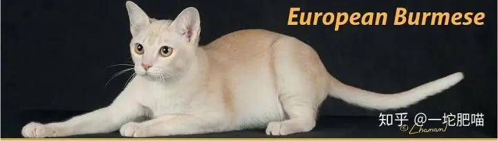 如何做猫舍│猫品种的选择