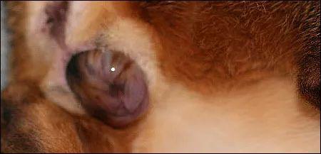 硬核技能：如何正确给猫接生？