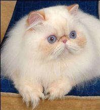 猫咪颜色遗传基础知识