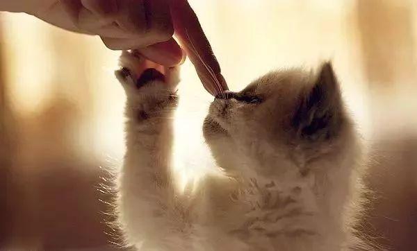 我的猫咪鼻子湿湿的，不会是“感冒”了吧？