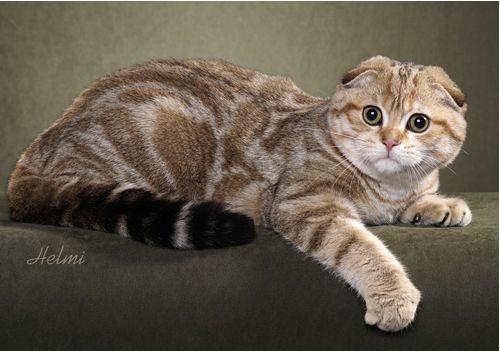 TICA 公开的 79 个品种猫，你认识几个？