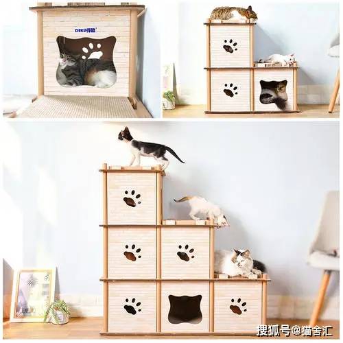 人猫同住下怎么规划空间