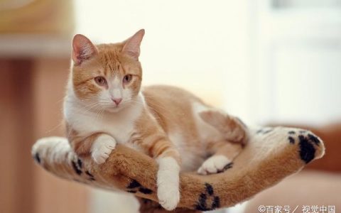 家有老猫必看：糖尿病的罪魁祸首（及控制与治疗）